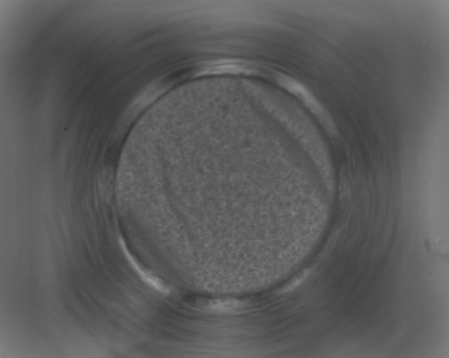 X0000081391233200702090029