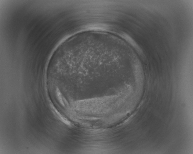 X0000081391240200702090029