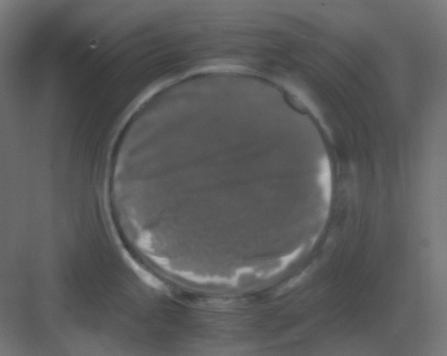 X0000081391245200702090030