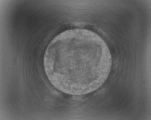 X0000081391249200702090029