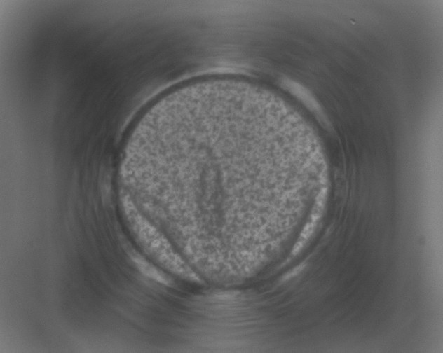 X0000081391260200702090029