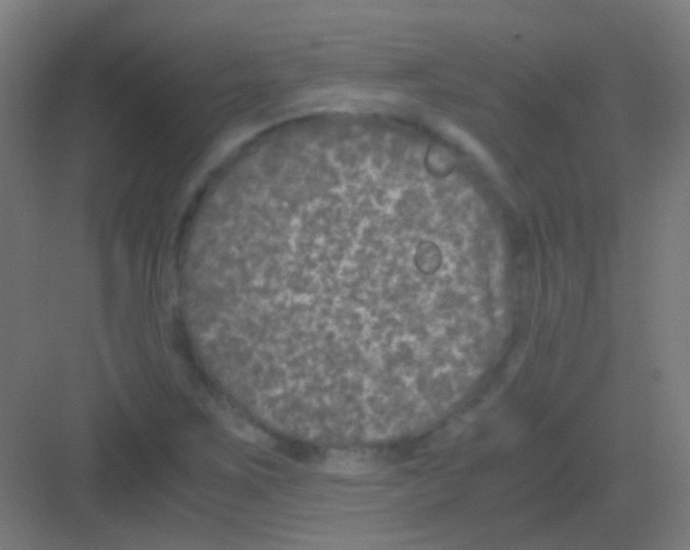 X0000081391267200702090028