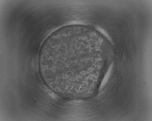 X0000081391268200702090028