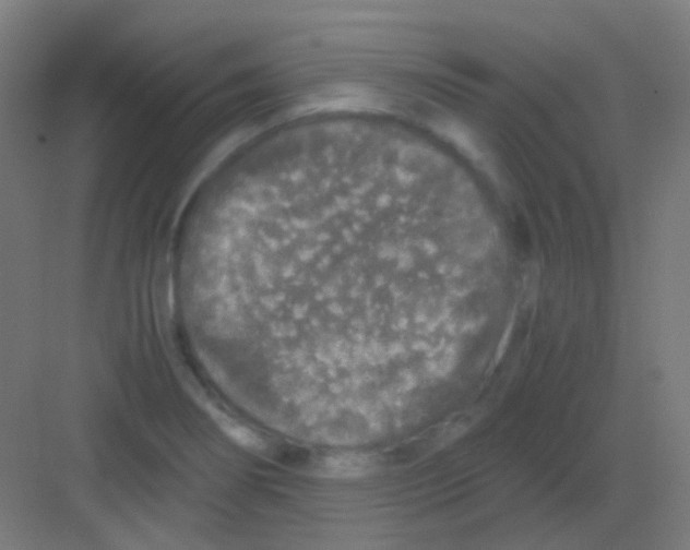 X0000081391274200702090028