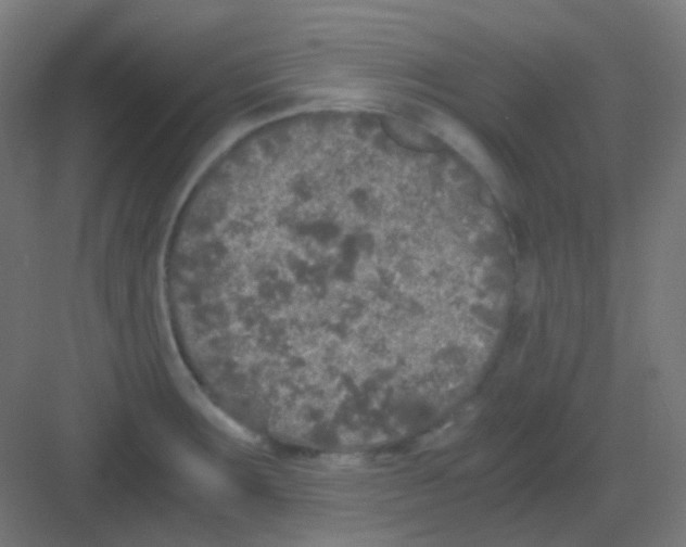 X0000081391283200702090028