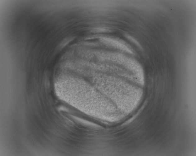 X0000081391305200702090027