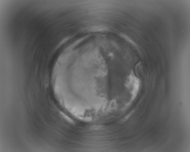 X0000081391306200702090027