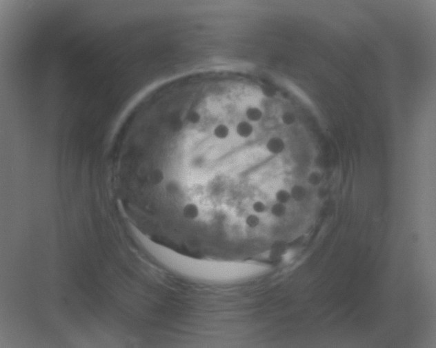 X0000081391310200702090027