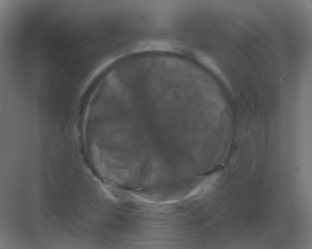 X0000081391312200702090027