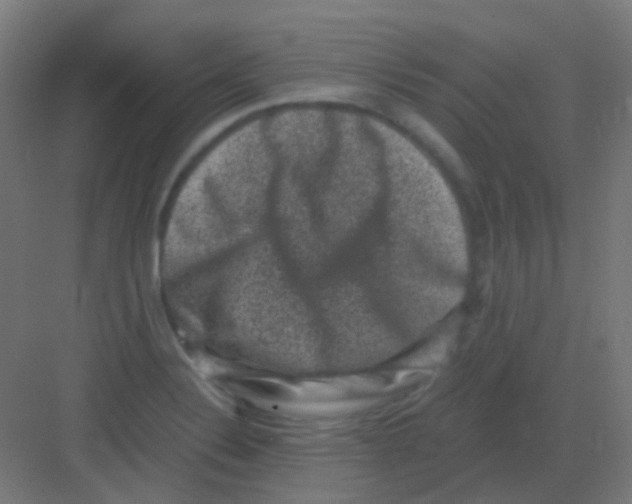 X0000081391324200702090028