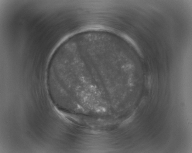 X0000081391326200702090028