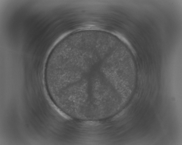 X0000081391333200702090028