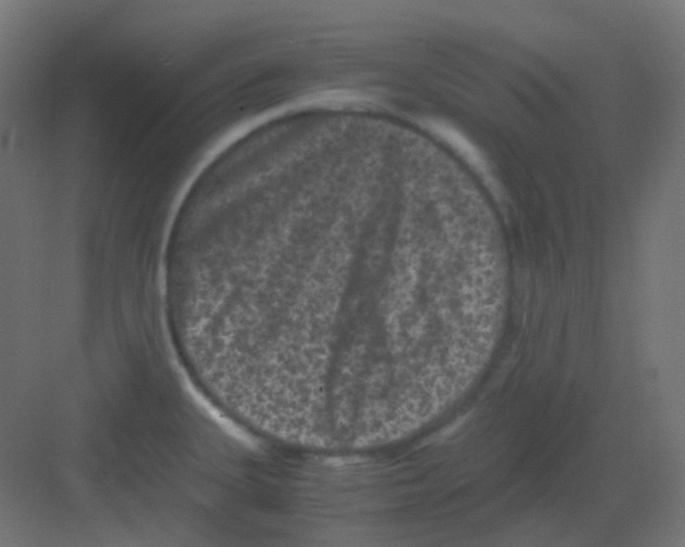 X0000081391335200702090028