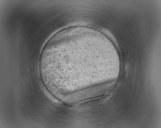 X0000081391340200702090028