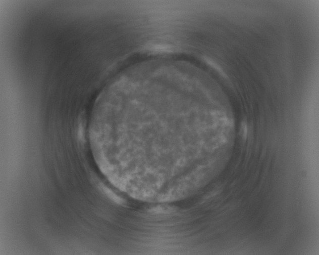 X0000081391348200702090027