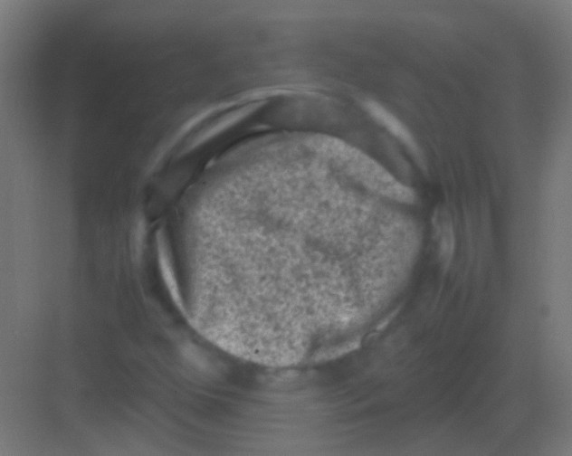 X0000081391352200702090027