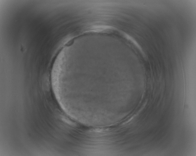 X0000081391362200702090027