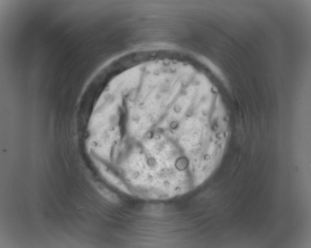 X0000081391364200702090027