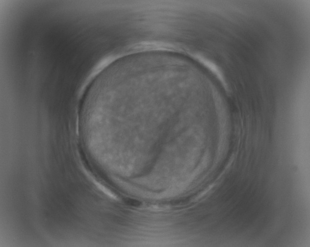 X0000081391365200702090027