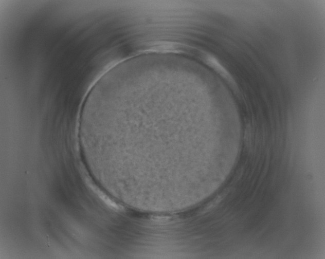 X0000081391378200702090027