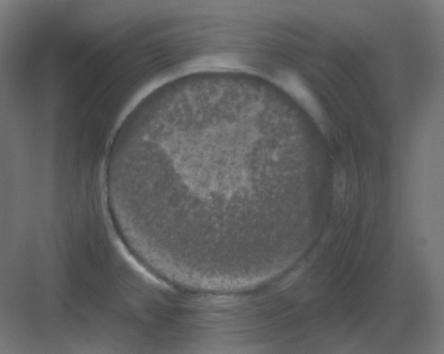 X0000081391382200702090027