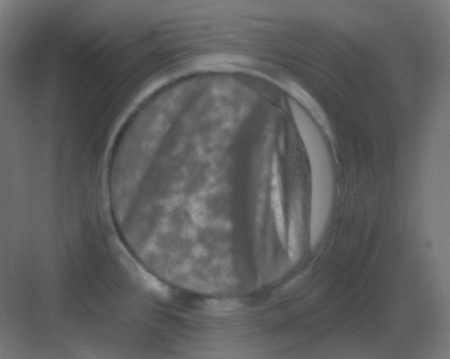 X0000081391384200702090027