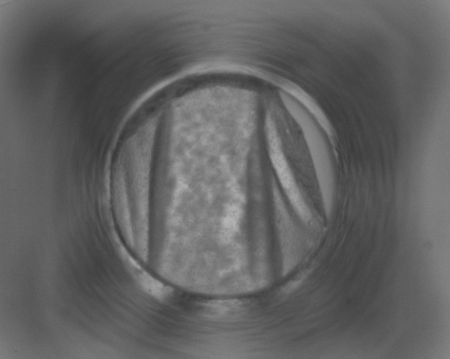 X0000081391388200702090026