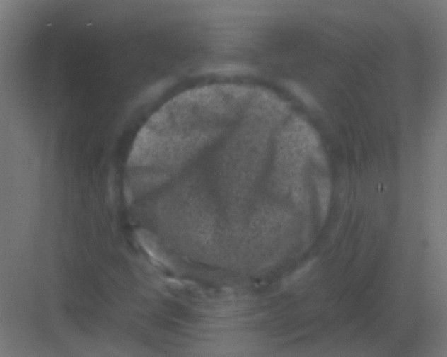 X0000081391398200702090026