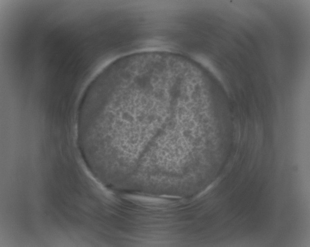 X0000081391415200702090026