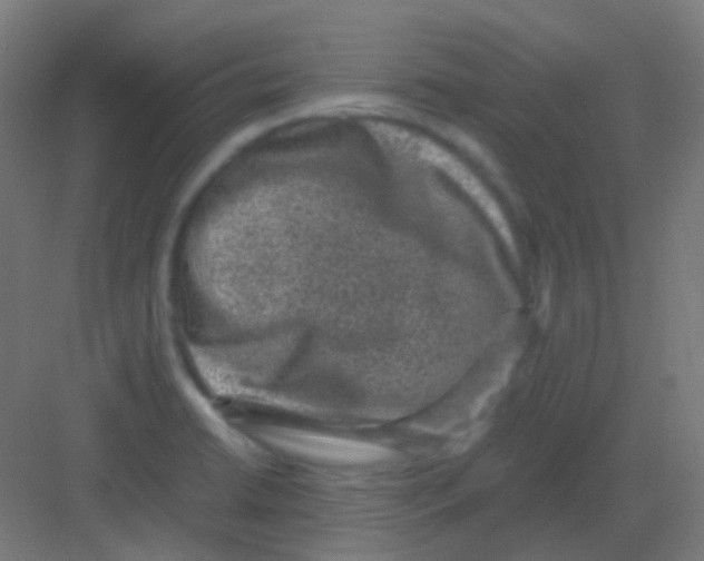 X0000081391422200702090026