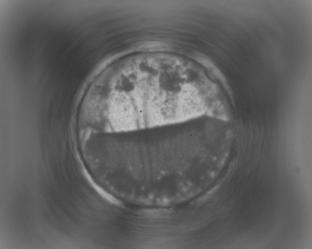 X0000081391429200702090026