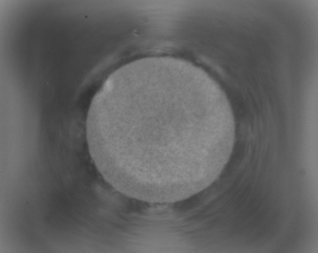 X0000081391447200702090025