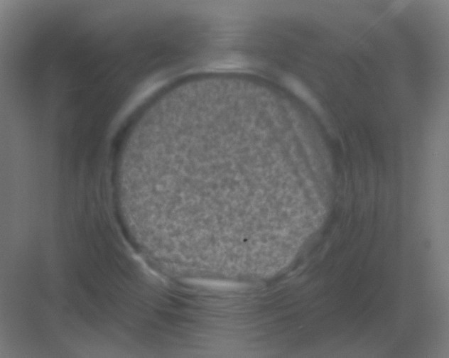 X0000081391456200702090025