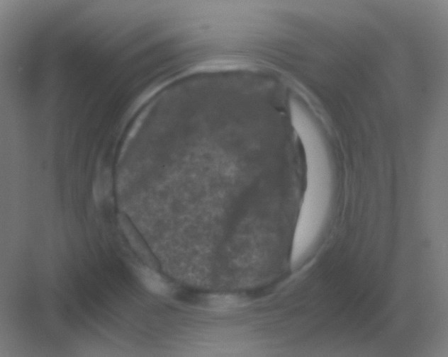 X0000081391465200702090025