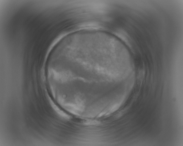 X0000081391466200702090025