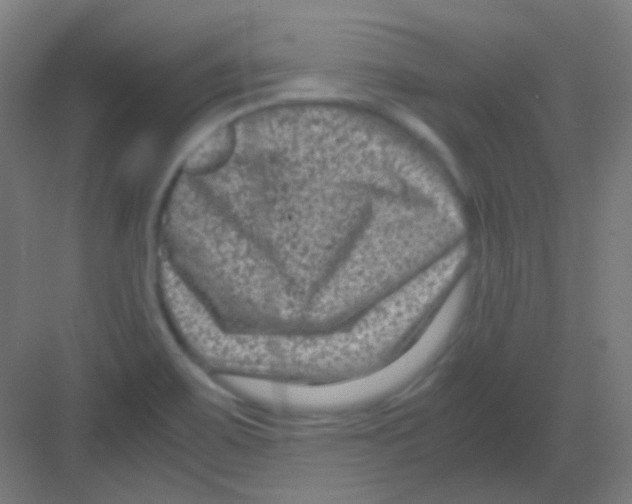 X0000081391467200702090025