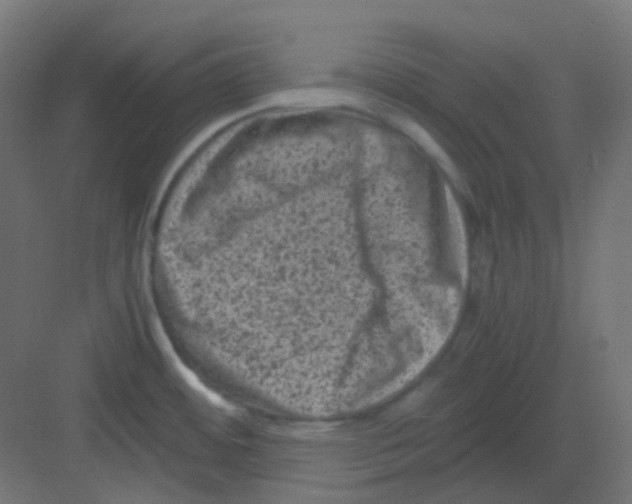 X0000081391484200702090025