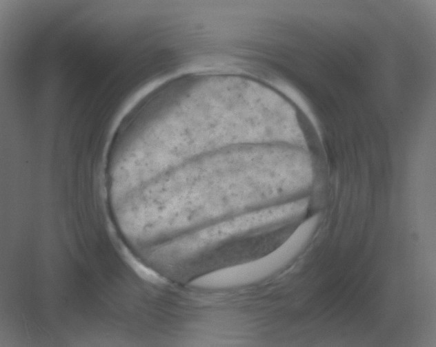 X0000081391485200702090025