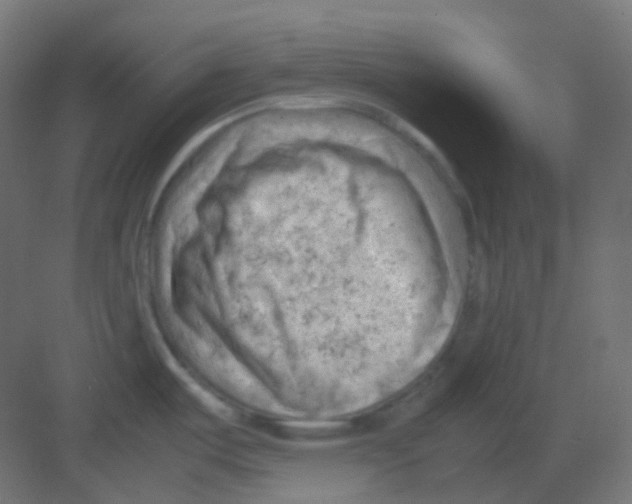 X0000081391487200702090025