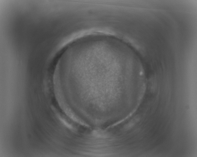 X0000081391496200702090024