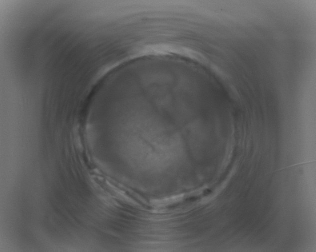 X0000081391497200702090024