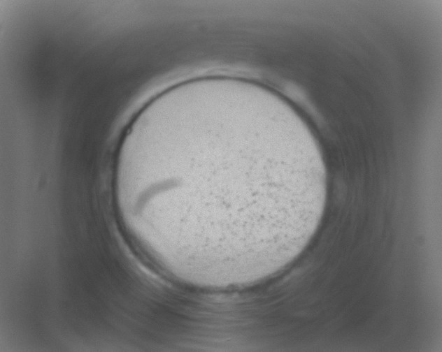 X0000081391504200702090024