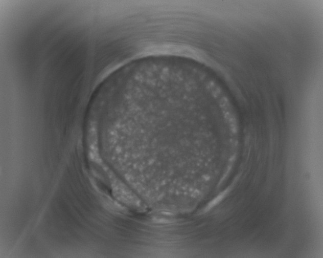 X0000081391505200702090024