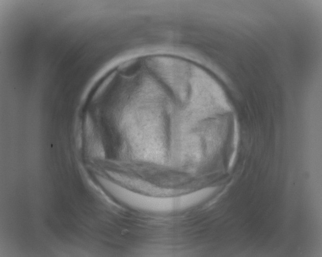 X0000081391510200702090024