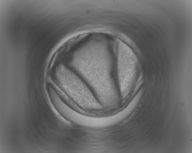 X0000081391520200702090024