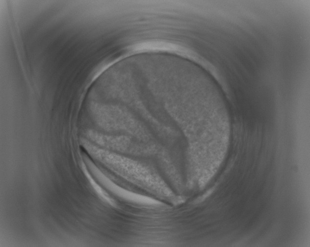 X0000081391521200702090025