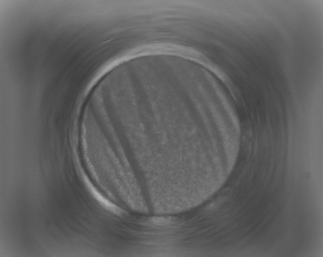 X0000081391523200702090025