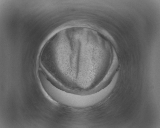 X0000081391528200702090025