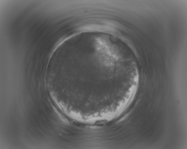 X0000081391529200702090025