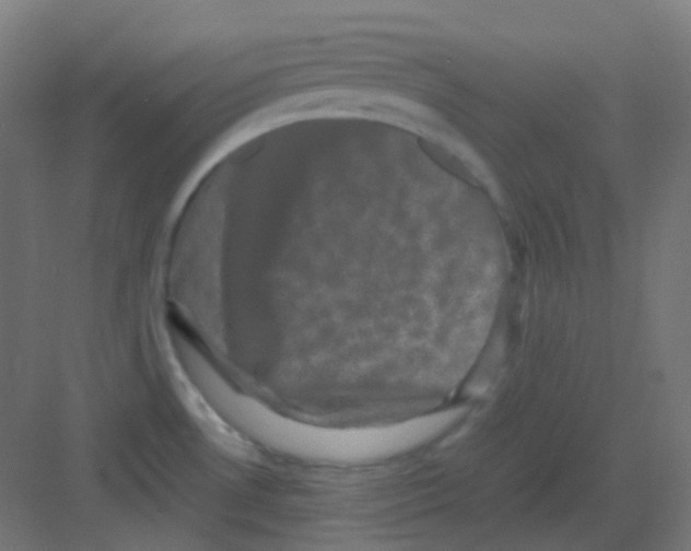 X0000081391530200702090025